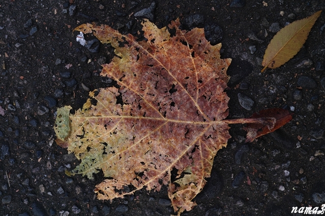 f0224100_2331730.jpg