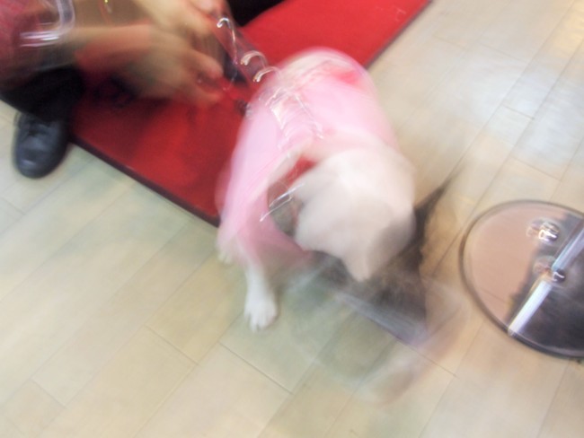 c0187403_17135685.jpg