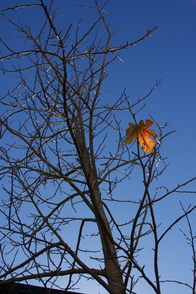 e0021328_20313599.jpg