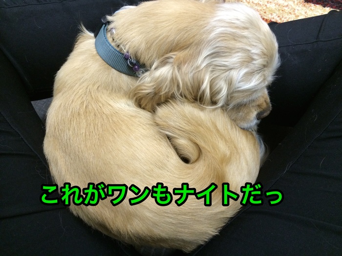 にほんブログ村 犬ブログ アメリカンコッカースパニエルへ
