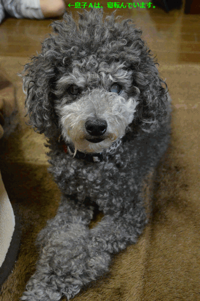 c0136736_185129100.gif