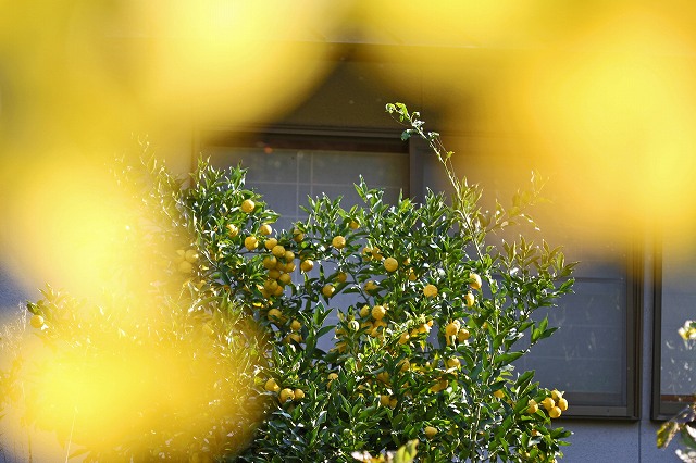 a0242438_19302089.jpg
