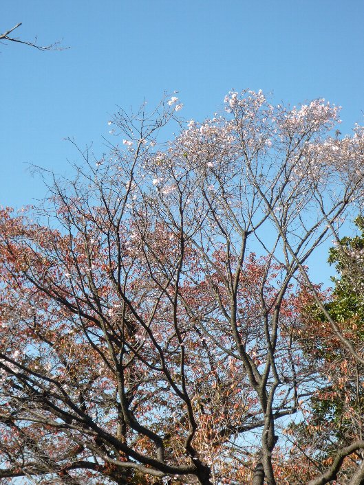 d0048750_961719.jpg
