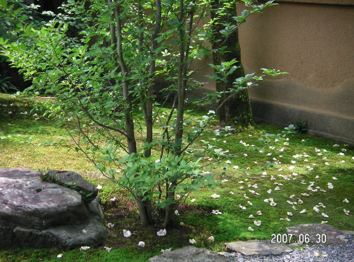 a0146493_1426286.png