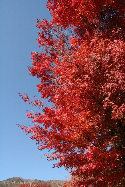 c0071221_11355995.jpg