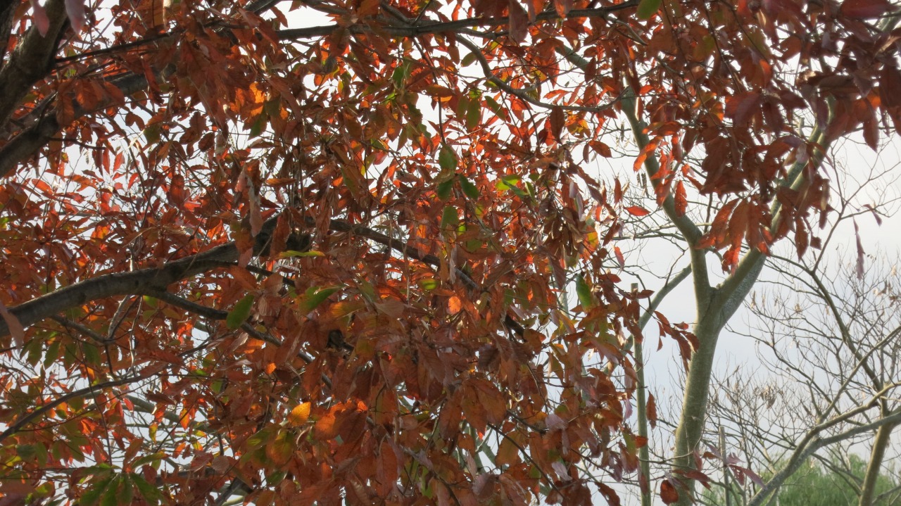 f0225627_20342529.jpg