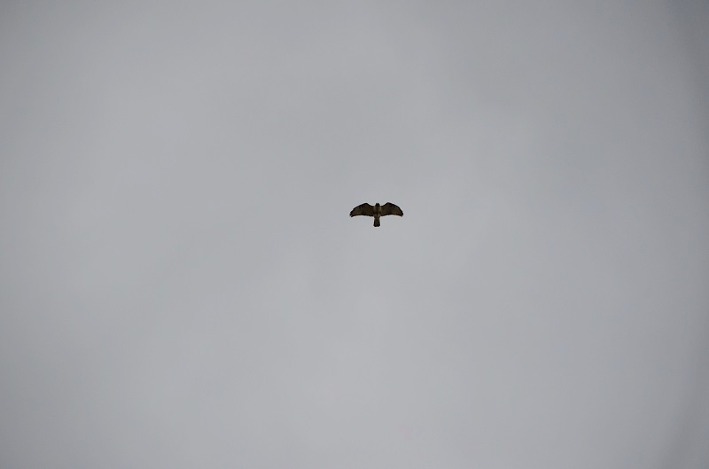 b0288942_17402133.jpg