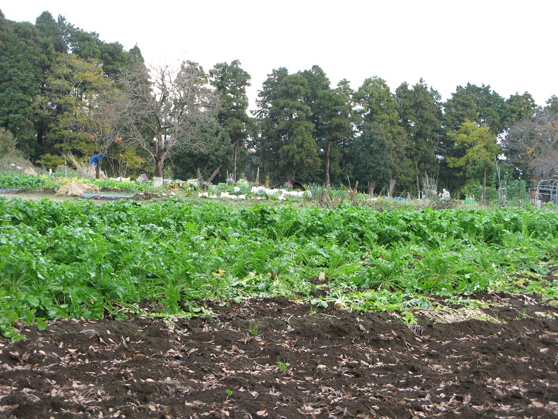 a0052762_15394343.jpg