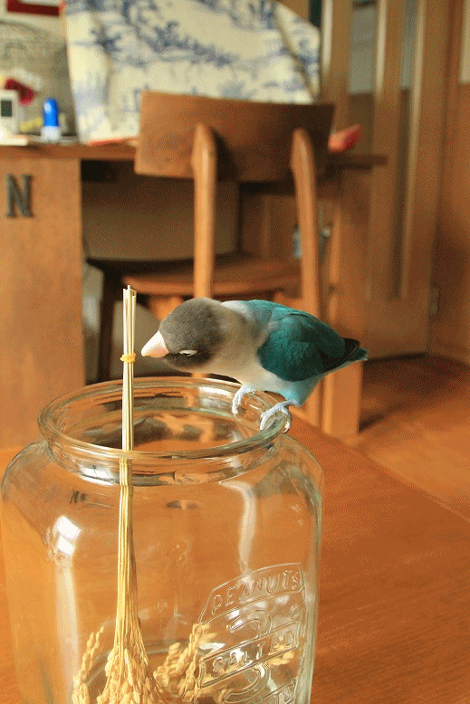 c0145250_15385656.gif