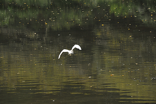 a0278809_11514795.gif