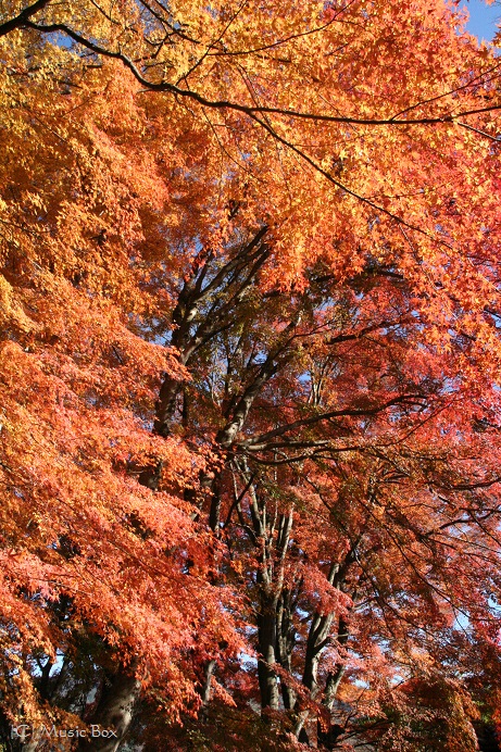 c0071221_855536.jpg