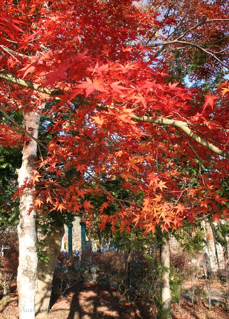 c0071221_85658.jpg