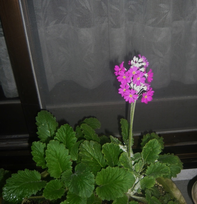 a0206332_8562823.jpg