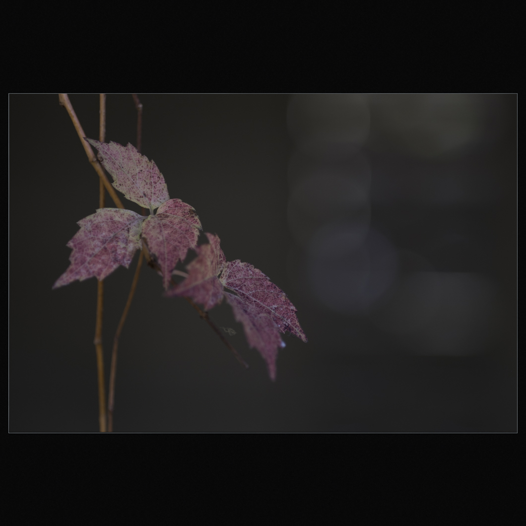 d0004832_936599.jpg