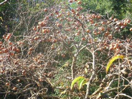 b0246036_17552649.jpg