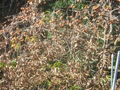 b0246036_17581137.jpg