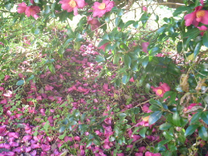 b0246036_1823269.jpg