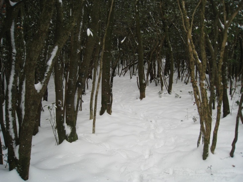 c0077338_559238.jpg