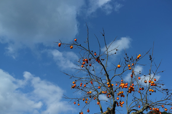 a0166150_922540.jpg