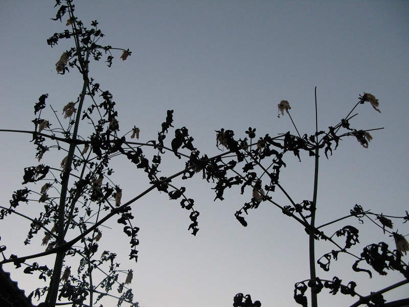 a0052762_17472631.jpg