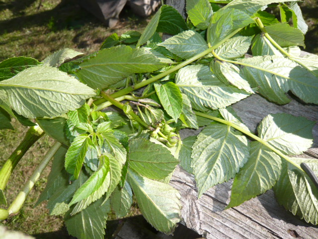 e0167966_1623187.jpg