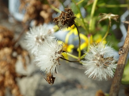a0125598_23154729.jpg
