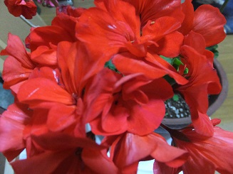 f0113862_9571760.jpg