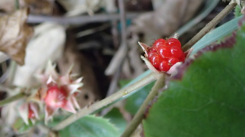 e0024081_10440742.jpg