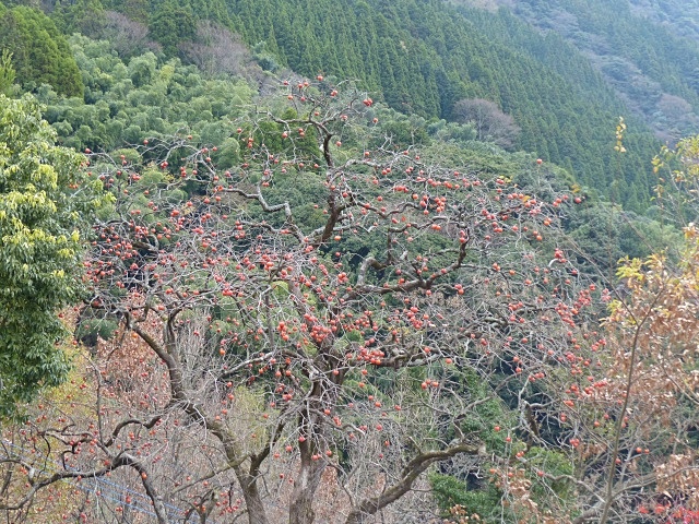 f0357487_2011059.jpg