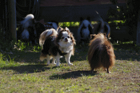 f0185804_0181136.gif