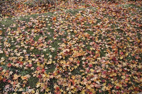 c0071221_1037343.jpg