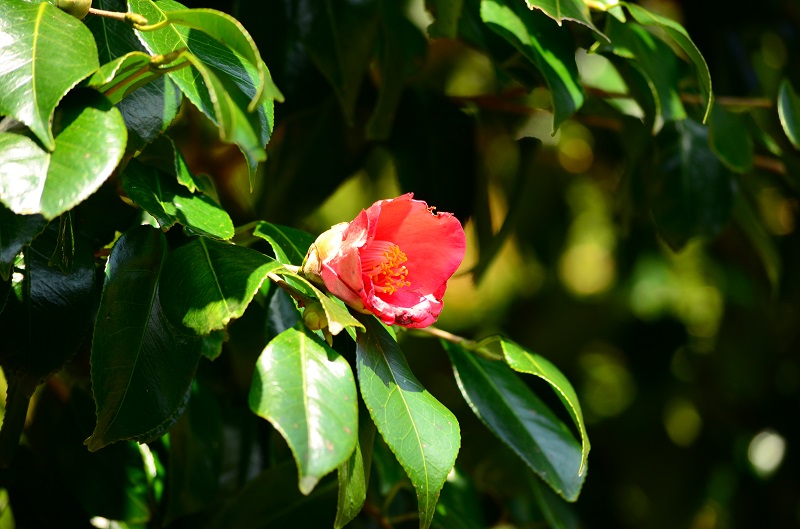 a0146442_824913.jpg