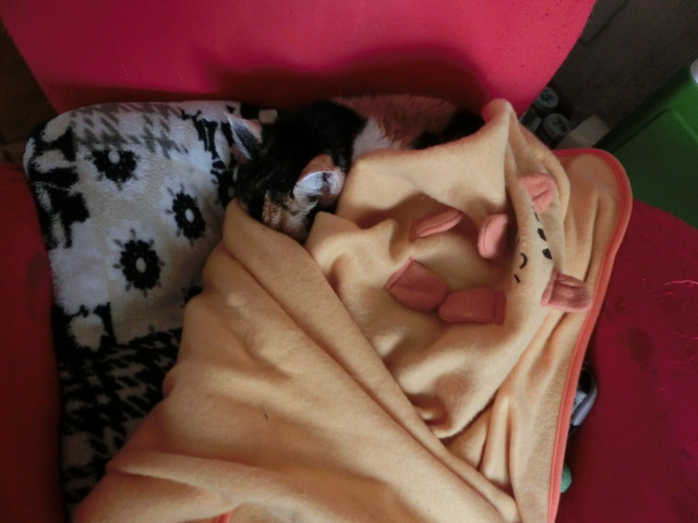 c0194042_21441018.jpg