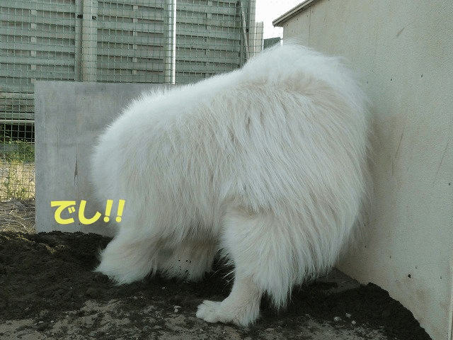 e0176159_22484079.gif