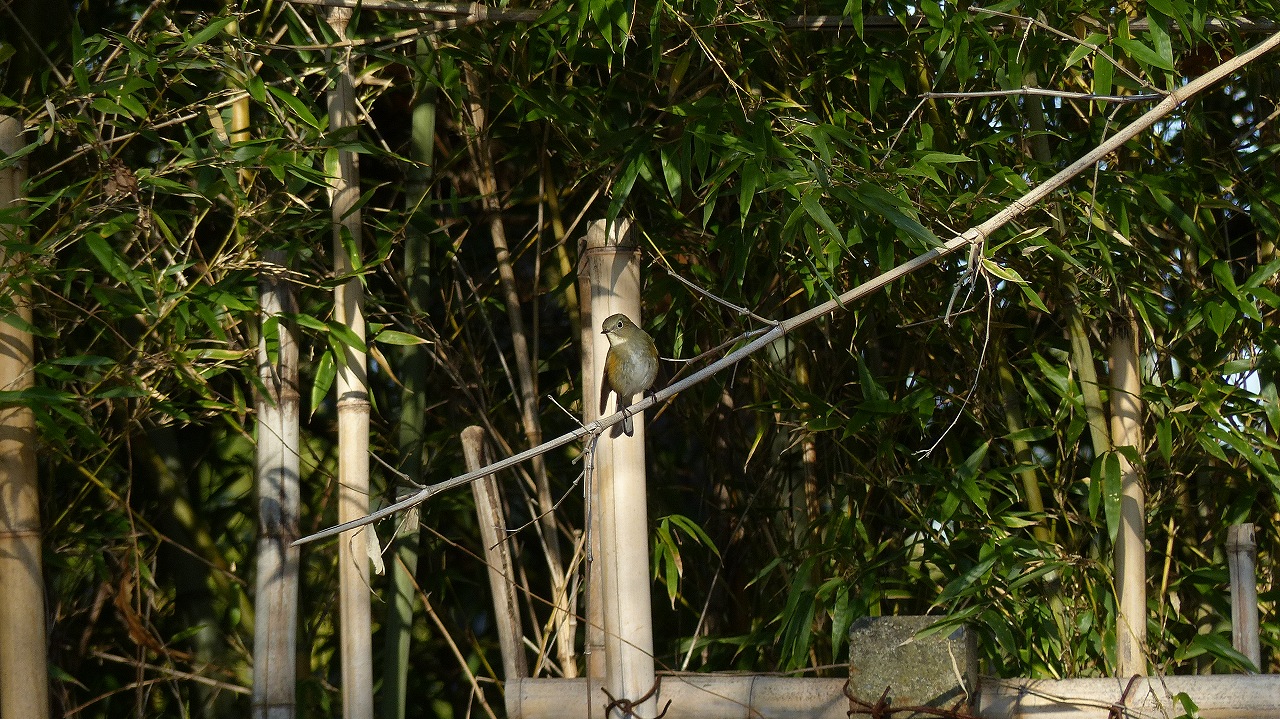 a0185081_11232599.jpg