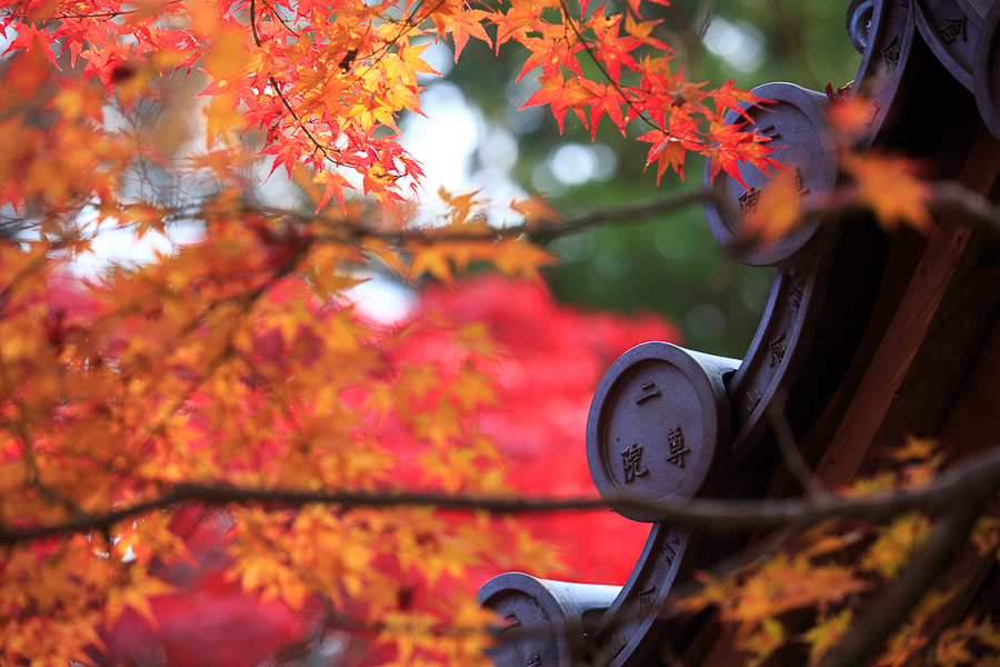 紅葉まつりシーズン!京都に行くなら11月中旬!