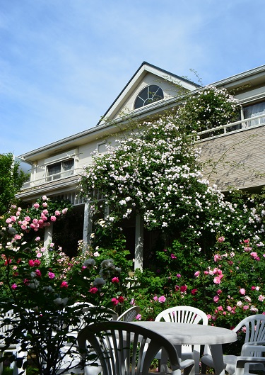 d0099791_123799.jpg