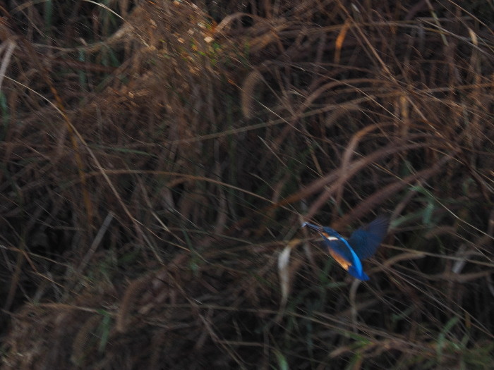 e0324435_21424523.jpg