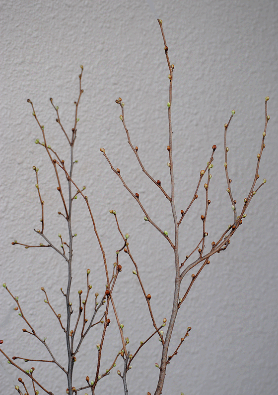 a0001354_20402842.gif
