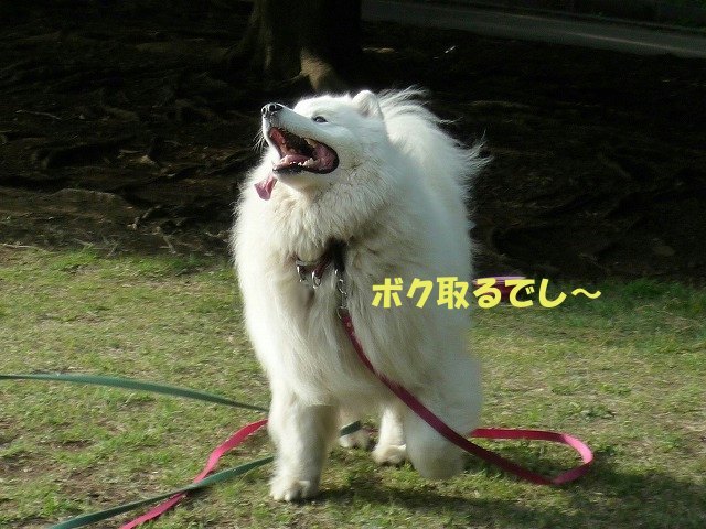 e0176159_11045830.jpg