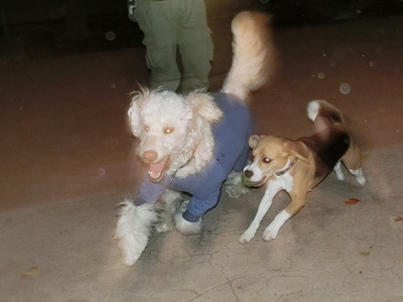 a0319693_8521567.jpg