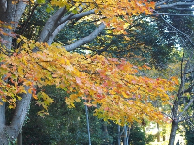 a0011716_16133921.jpg