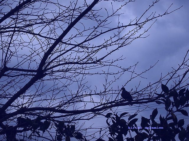 c0330122_20280164.jpg