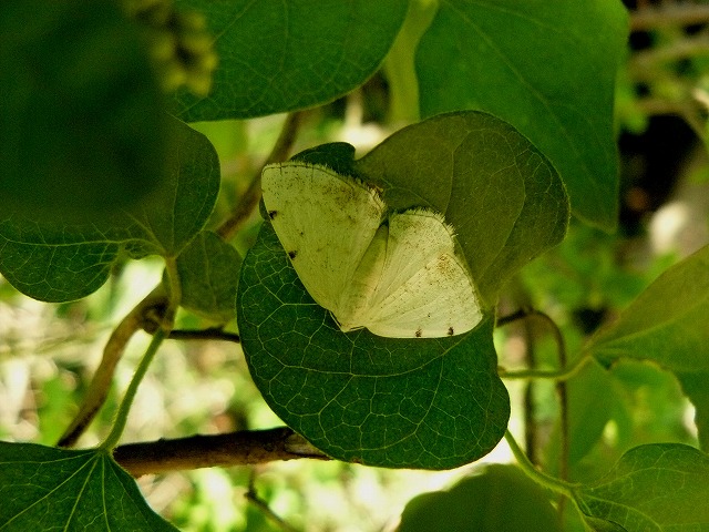 d0019074_1011871.jpg