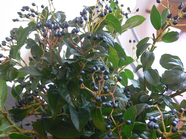 e0140986_17361593.jpg