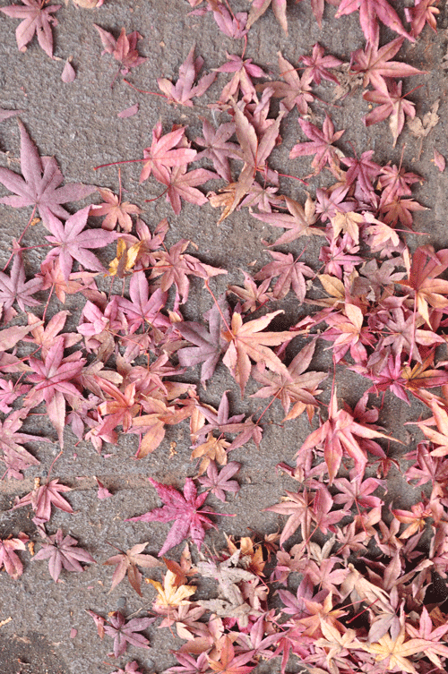e0312121_20562333.gif