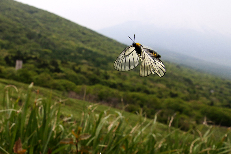 d0054625_15475234.jpg