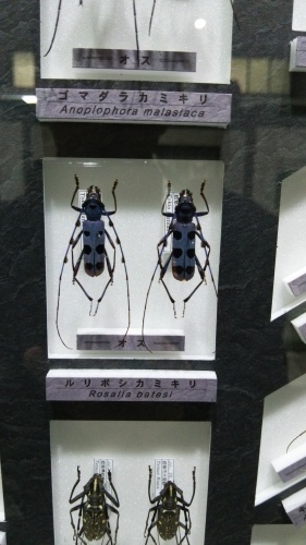 c0337631_09551065.jpg