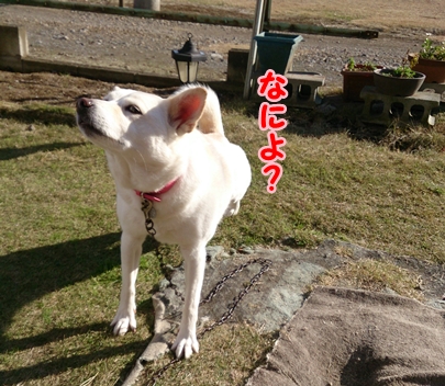 f0195543_22574328.jpg