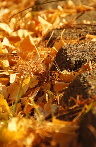 c0235725_21363684.jpg